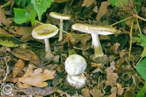 amanita phalloides (1000 x 750).jpg_product_product_product_product_product